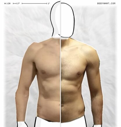 Torso Comparison