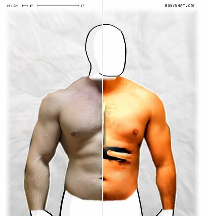 Torso Comparison