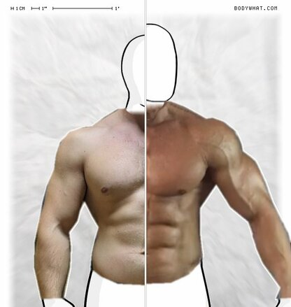 Torso Comparison