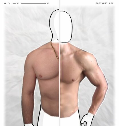 Torso Comparison