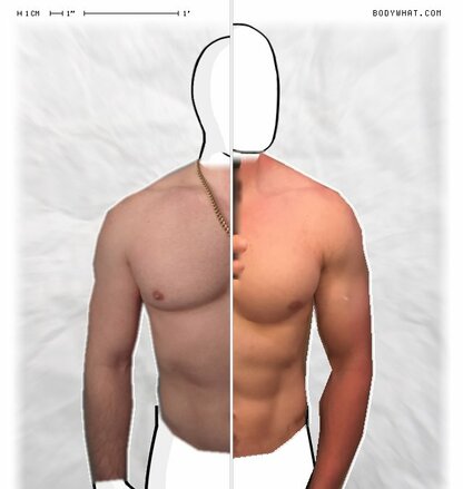 Torso Comparison
