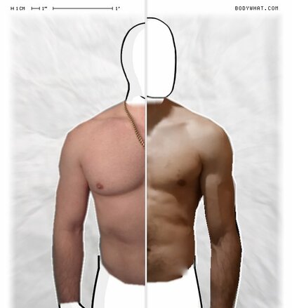 Torso Comparison
