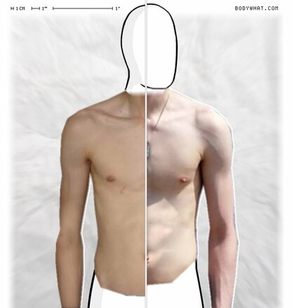 Torso Comparison