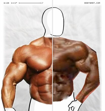 Torso Comparison