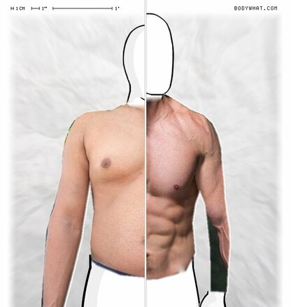 Torso Comparison