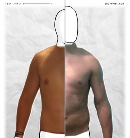 Torso Comparison