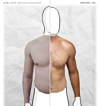 Torso Comparison