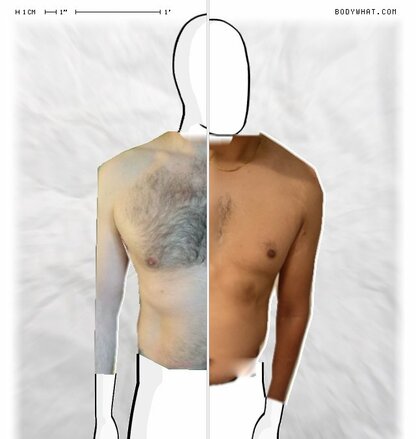 Torso Comparison