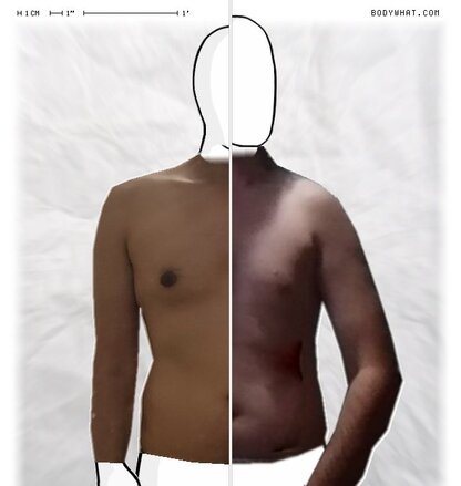 Torso Comparison