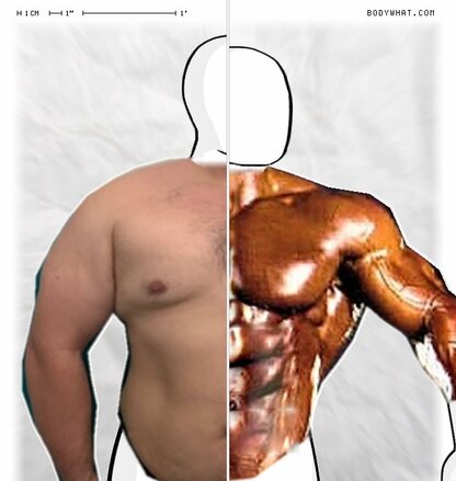 Torso Comparison