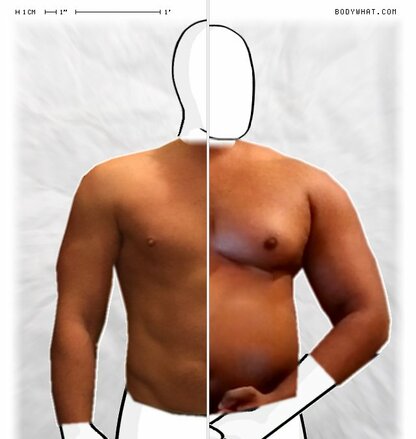 Torso Comparison