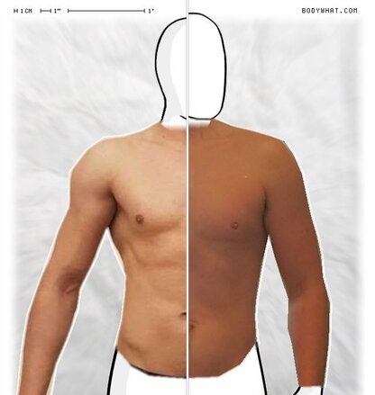 Torso Comparison