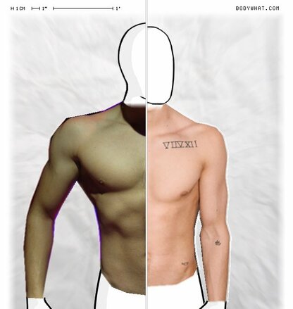 Torso Comparison