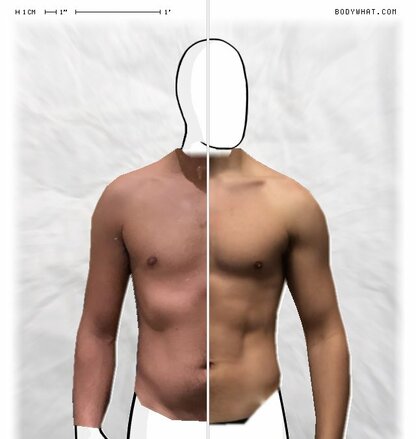 Torso Comparison