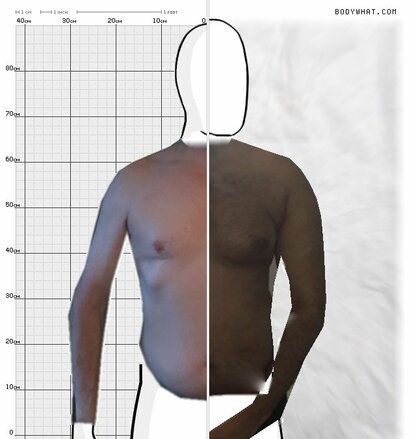 Torso Comparison