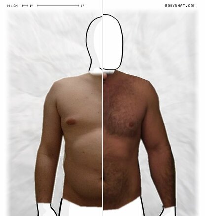 Torso Comparison