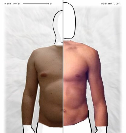 Torso Comparison