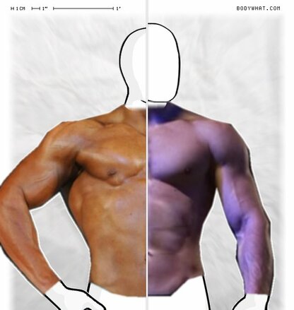 Torso Comparison