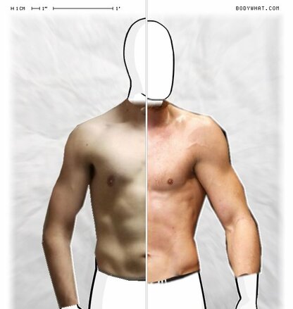 Torso Comparison
