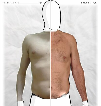 Torso Comparison