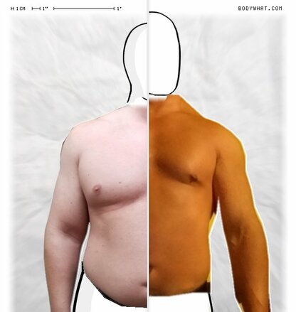 Torso Comparison