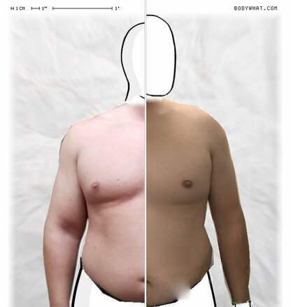 Torso Comparison