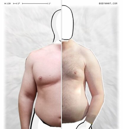 Torso Comparison