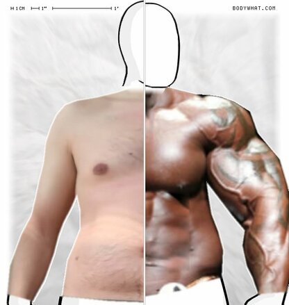 Torso Comparison