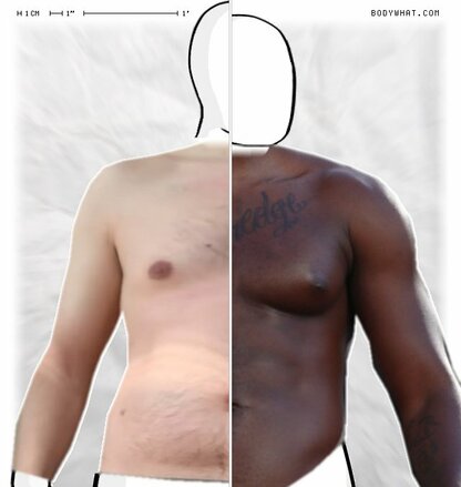 Torso Comparison