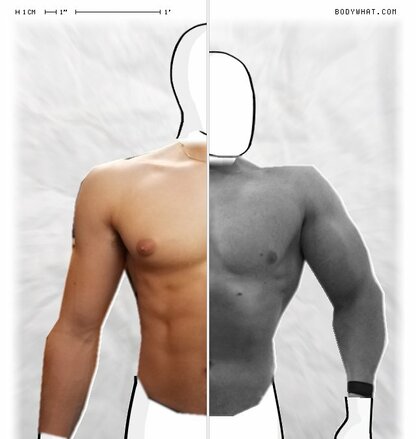 Torso Comparison