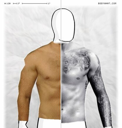 Torso Comparison