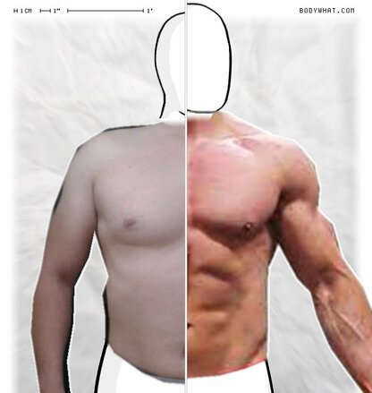 Torso Comparison