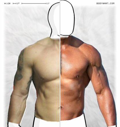 Torso Comparison