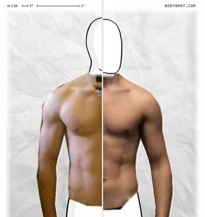 Torso Comparison