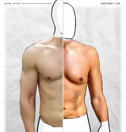 Torso Comparison