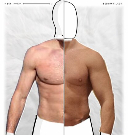 Torso Comparison