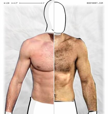 Torso Comparison