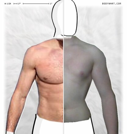 Torso Comparison