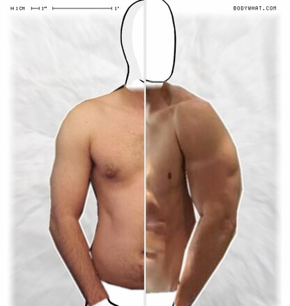 Torso Comparison