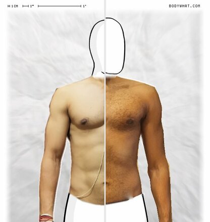 Torso Comparison