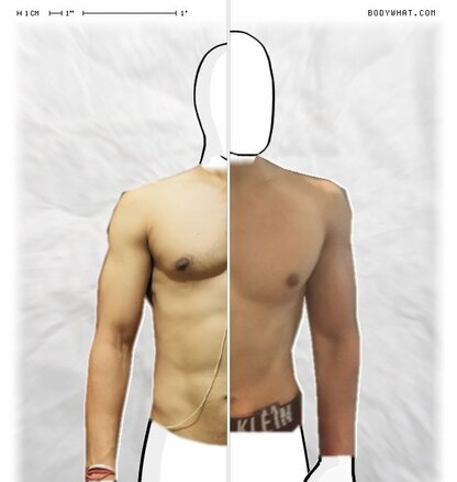 Torso Comparison