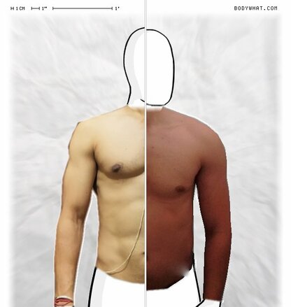 Torso Comparison