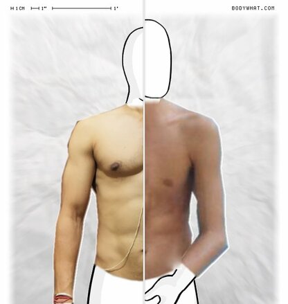 Torso Comparison