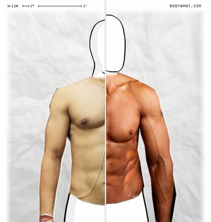 Torso Comparison