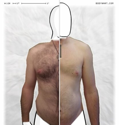 Torso Comparison