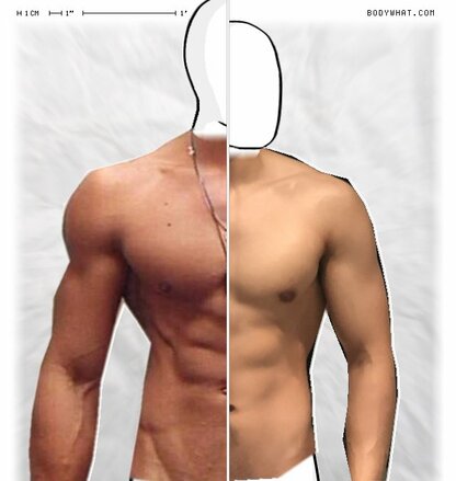 Torso Comparison