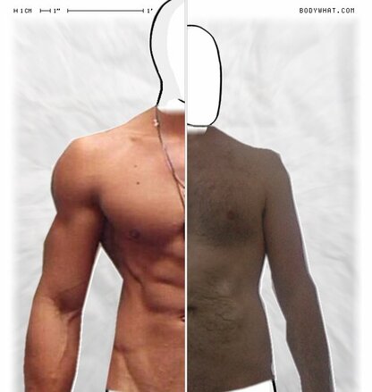 Torso Comparison