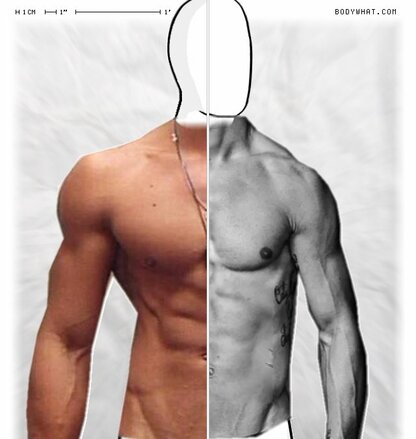 Torso Comparison