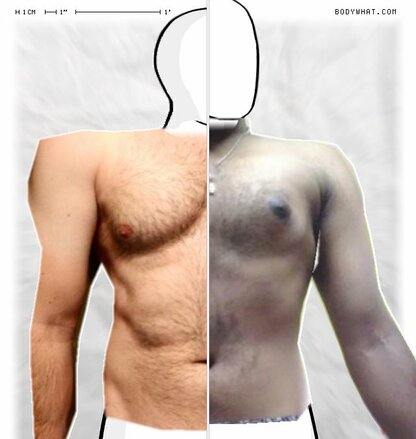 Torso Comparison