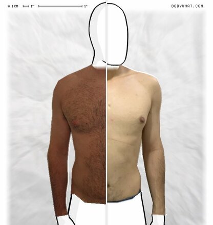 Torso Comparison